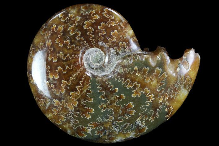 Polished, Agatized Ammonite (Cleoniceras) - Madagascar #97226